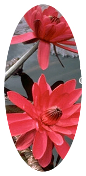 Water Lily Red
